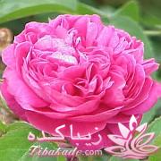 چه گلهايي را مشناسيم؟ 